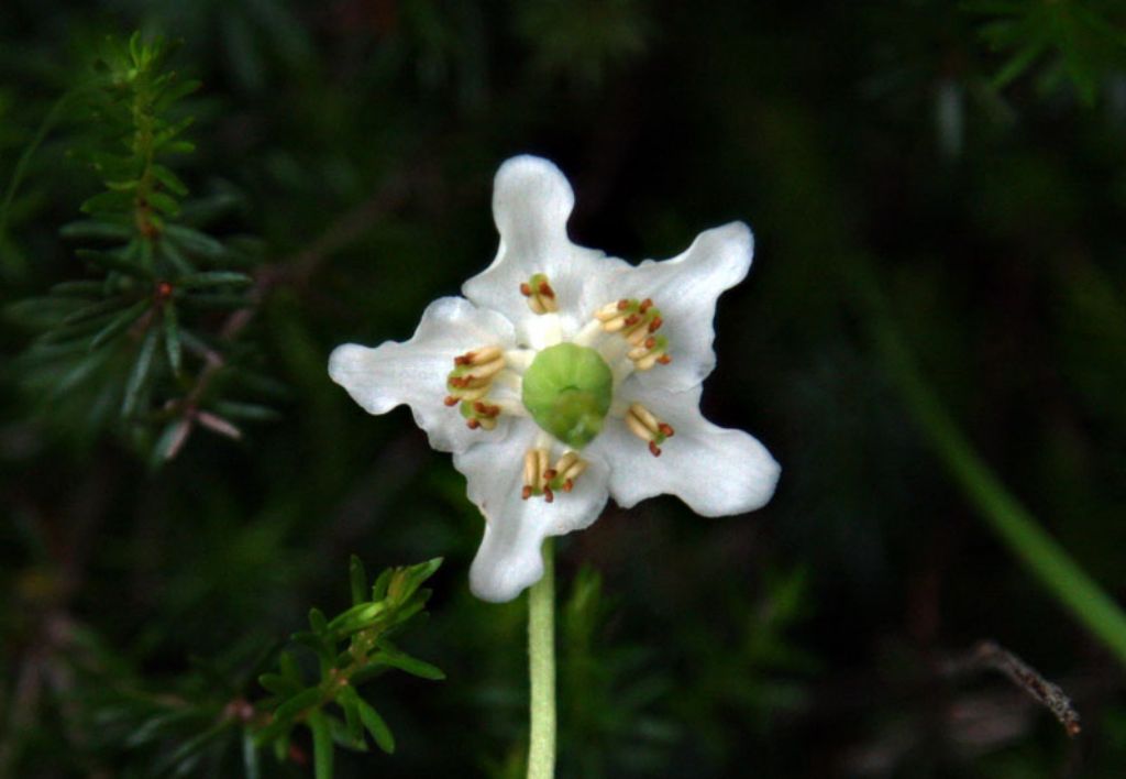 Moneses uniflora / Piroletta soldanina